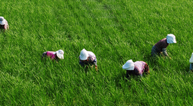 河南仙力面業有限公司